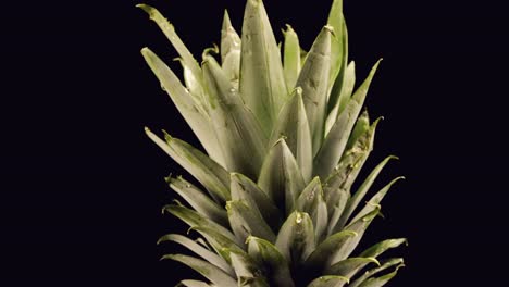 closeup of pineapple crown to base, slightly worn edges of leaves spins against black background