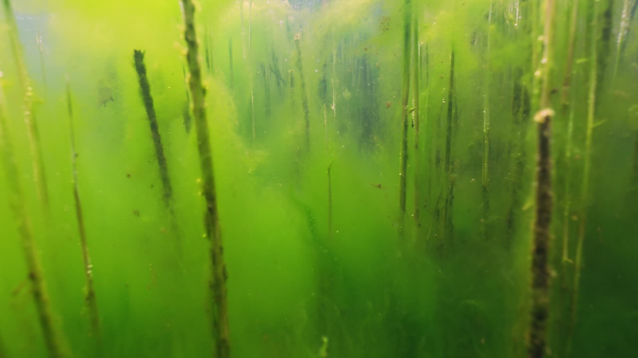 成長する植物、藻類、緑の水中ショット