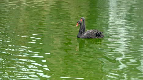 two australian black swans in the green water of a pond or lake australia, adelaide