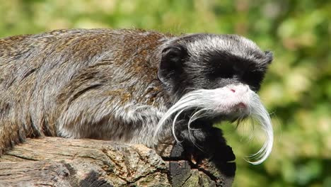 a bearded emperor tamarin warming itself in the sun