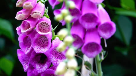 Foxgloves--in--cottage-garden-UK