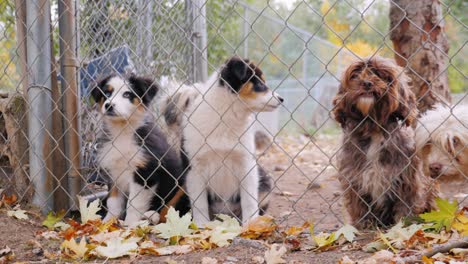 lovely havanese breed puppies look through the kennel or shelter fence