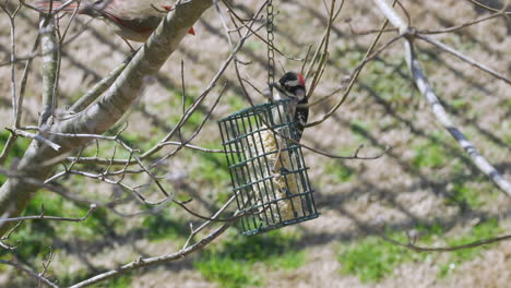 Female-Northern-Cardinal-and-a-Downy-Woodpecker-share-a-suet-bird-feeder-during-late-winter-in-South-Carolina