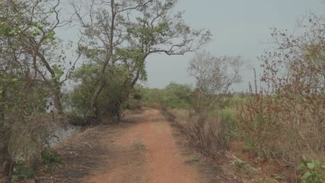 Static-slow-motion-shot-of-a-dry-and-dusty-footpath-with-trees-and-a-field-on-the-side-with-plants-on-a-sunny-summer-day-can-be-used-for-greenscreen-backgrounds