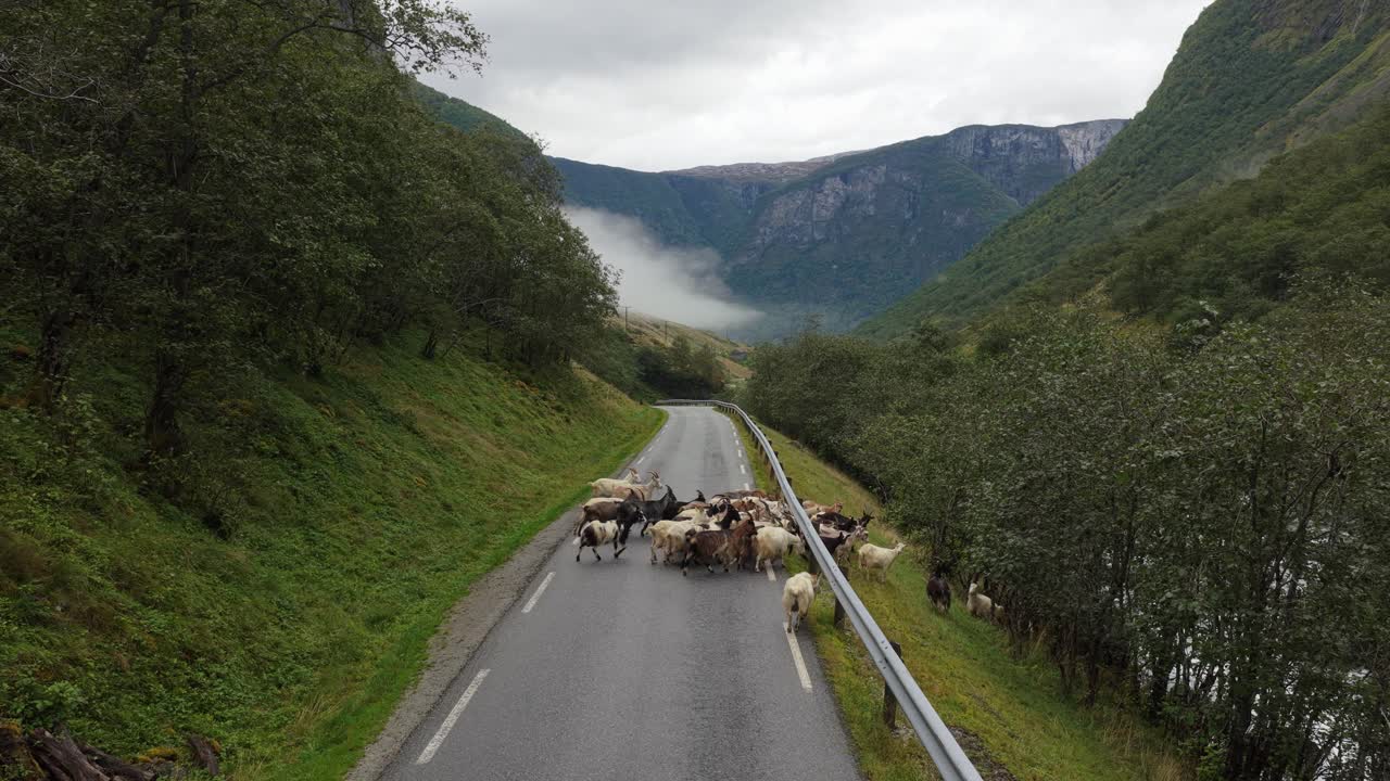 Gruppo di capre che bloccano una strada tranquilla nella campagna norvegese, vista aerea