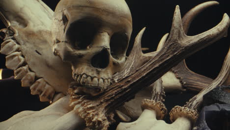 skull and antlers still life