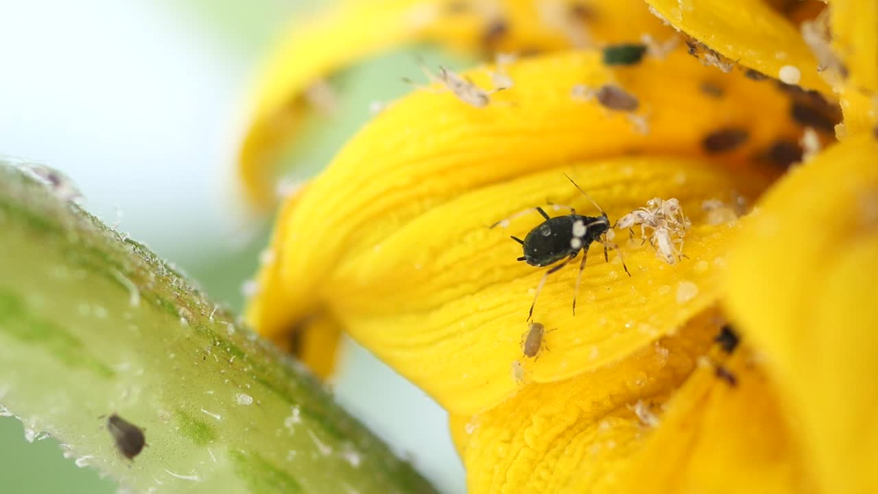 Aphids on Sunflower