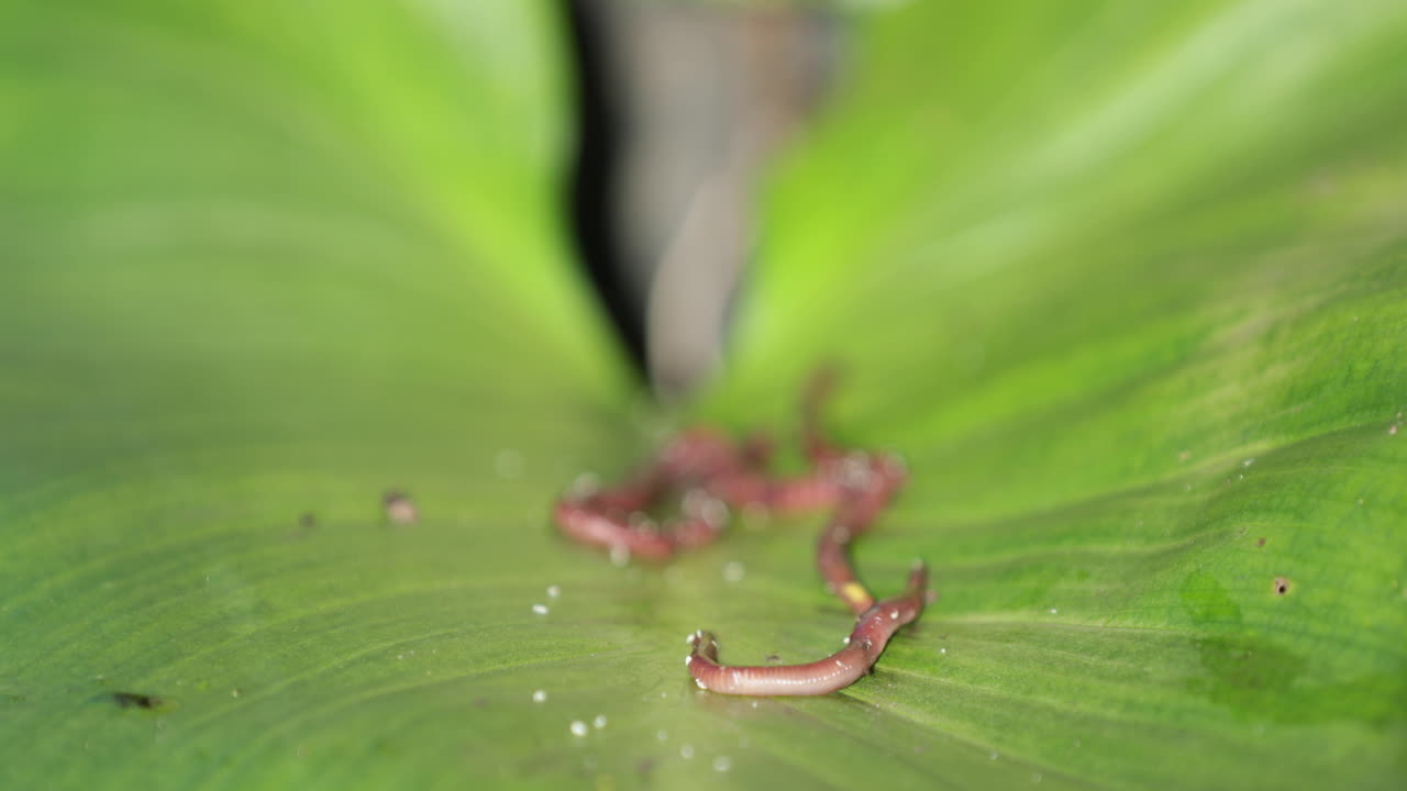 Desfoque de minhocas se contorcendo em uma grande folha verde na natureza selvagem.