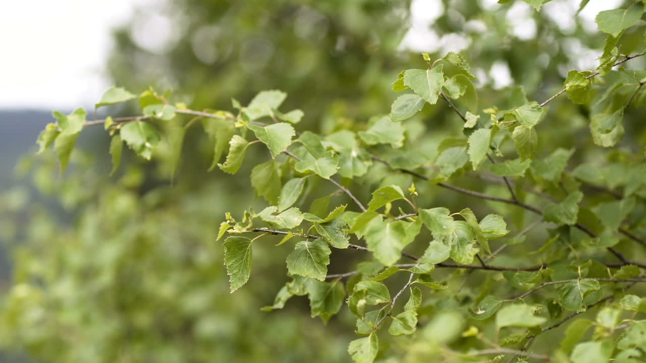 강한 바람에 날리는 나뭇가지 1