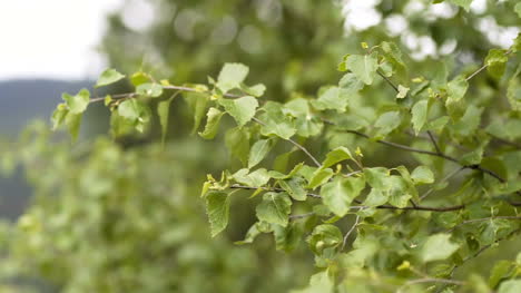 Ramas-De-Los-árboles-Que-Soplan-Con-Viento-Fuerte-1