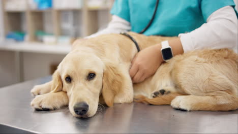 Sick-dog-on-table-with-vet-for-consultation