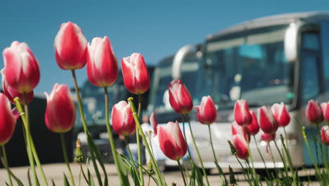 Tulpen-Vor-Reisebussen-In-Den-Niederlanden