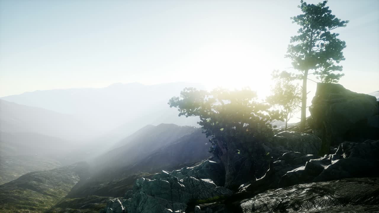 나무들을 가로지르는  ⁇ 빛