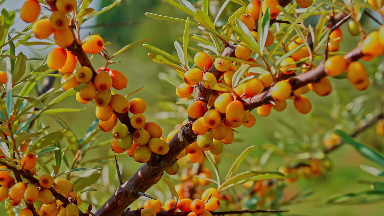 Cluster of ripe olives hangs from leafy green tree branch in soft outdoor daylight