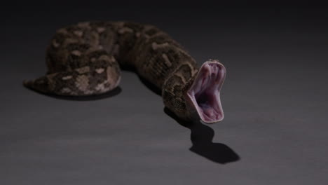 Puff-Adder-snake-yawns-with-mouth-wide-open-after-eating