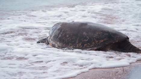 Turtle-on-sandy-beach-water-rushing-over-turtle