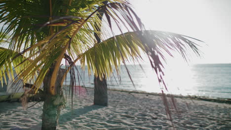 palm trees sway gently in the breeze while the sun illuminates serene ocean in the background