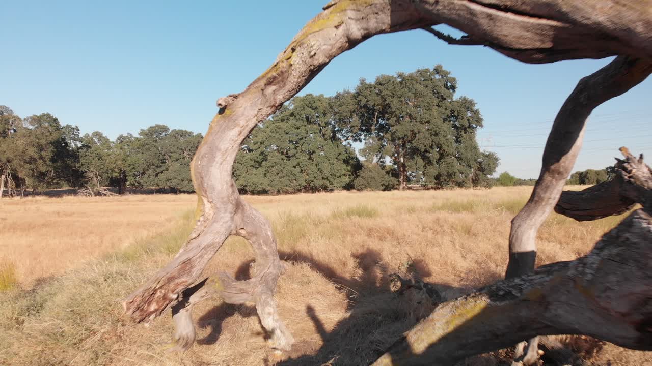 Drone flies through dead oak tree wood in bright sunny golden field