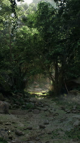 tranquil jungle path