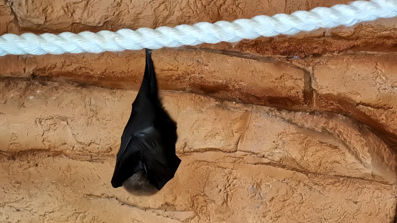 Bat hanging upside down, flying fox wrapped itself against cave textured wall, Attica park