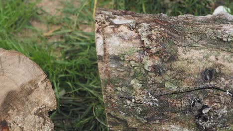 A Cut Log in the Forest
