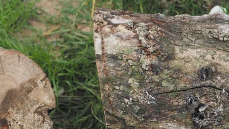 ein geschnittenes baumstamm im wald