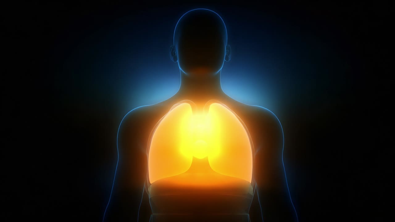An Illuminated Representation of the Human Body Focusing on the Lungs, Highlighting Their Vital Role in Respiration and Energy Flow, Enhanced Through Vivid Visualization Techniques