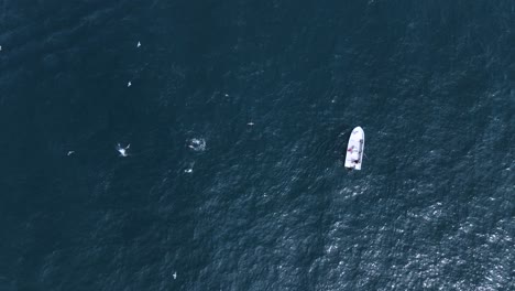 small fishing boat navigating cedros island’s ocean waters peaceful maritime scene with seagulls gathering over active ocean waters