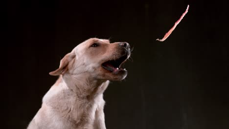 dog catching bacon in slow motion