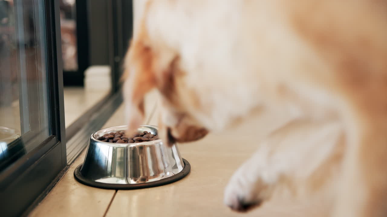 A dog eating from a dog bowl
