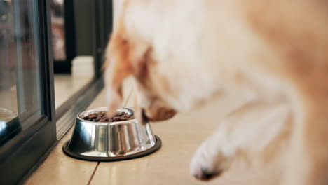 a dog eating from a dog bowl