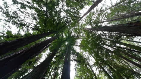 Tall-sequoia-trees-against-sky-in-Muir-forest,-view-from-bellow