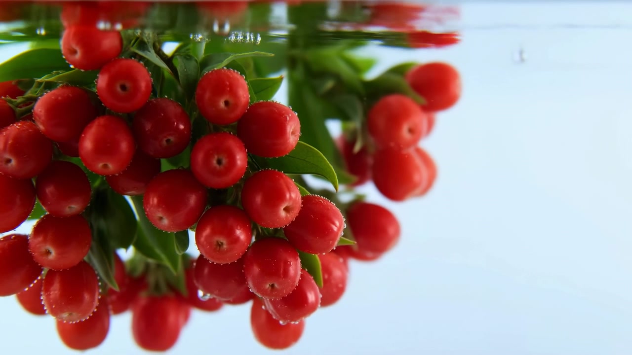 Czerwone kiście jagód zanurzone w wodzie, studyjne zdjęcie produktowe makro ostrokrzewu z błyszczącymi liśćmi.