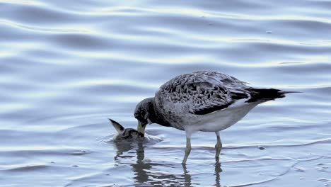 Juvenile-Olrog&#39;s-Möwe-Beißt-Tote-Fische-Im-Seichten-Wasser,-Nahaufnahme