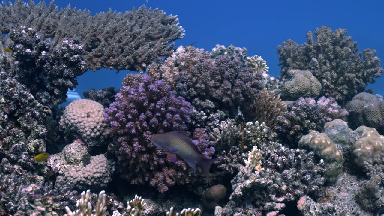 Il filmato mostra una complessa architettura di coralli Acropora ramificati e colonie pietrose a monticelli, fornendo habitat vitale per banchi di piccoli pesci di barriera come Anthias e pesci damigella.