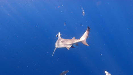 Bull-shark-swimming-away-from-camera-in-open-ocean---from-behind-shot