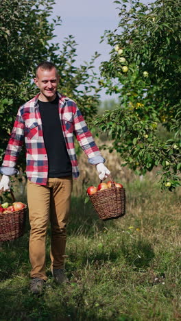 smiling male farmer carrying two heavy full baskets of apples. man puts the baskets on the ground to have a rest. orchard backdrop. vertical video