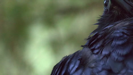 low angle extreme closeup of raven face, corvid perched in tree