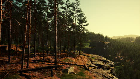 Bosque-De-Pinos-En-La-Ladera-De-La-Montaña