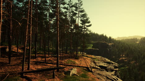 pine forest on the mountainside