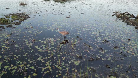 Sandhill-Crane-Scavenges-in-a-Swamp:-Close-up-aerial-video