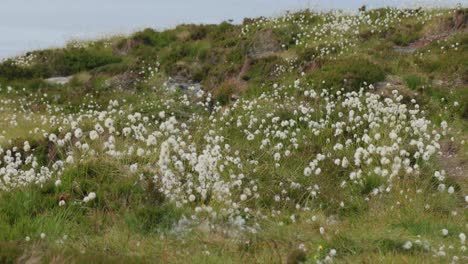 field of white cotton grass