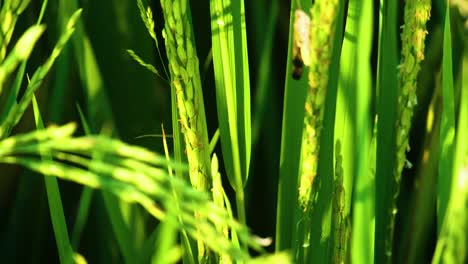 Up-close-grasshopper-on-organic-Paddy-rice-grain-food-agriculture-field-rippen