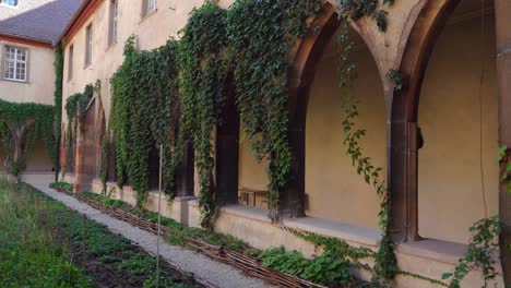 vines growing on the walls of inner yard of the dominican library at the dominican convent