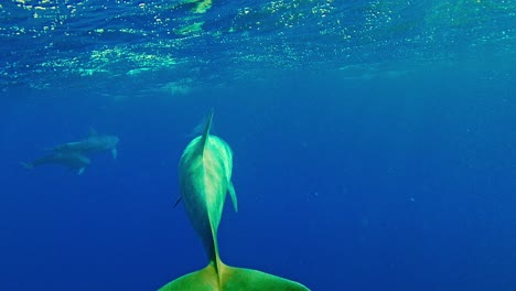 delfín nariz de botella nadando debajo de las olas y buceando hacia la profundidad del océano azul