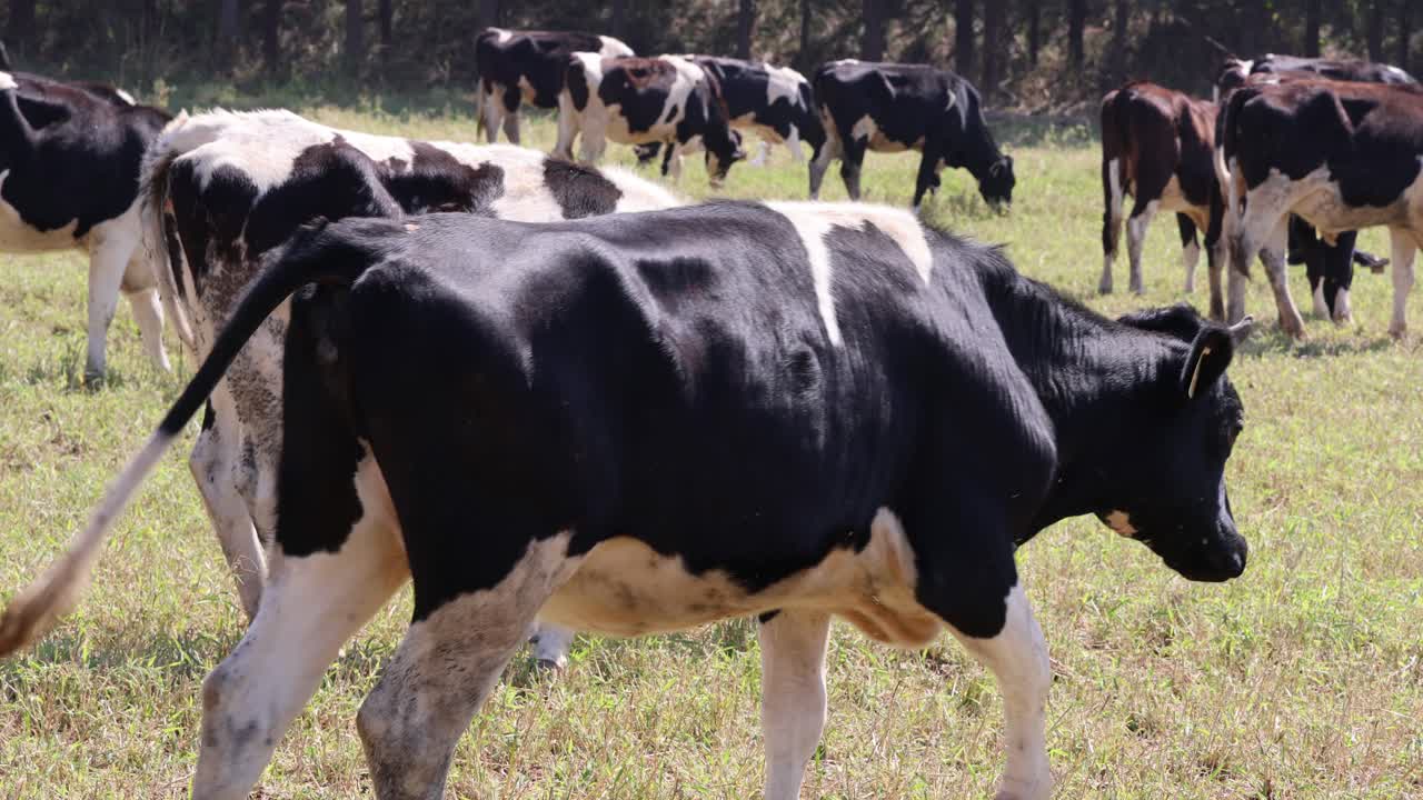 Mucche che si muovono e pascolano in un campo erboso