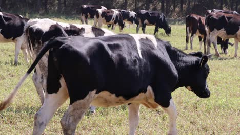 cows moving and grazing in a grassy field