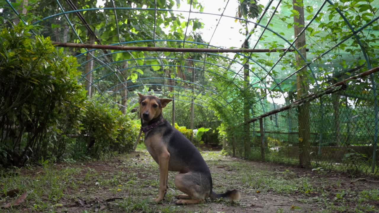 un perro siendo abandonado en un lugar vacío, dejado atrás por el dueño