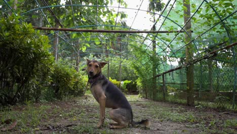 A-dog-being-abandoned-in-an-empty-place,-left-behind-by-owner