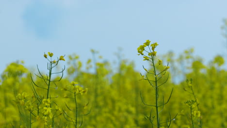 Wide-shot-of-yellow-flowering-plants-against-a-blue-sky